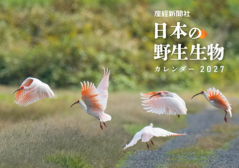産経新聞社　日本の野生生物カレンダー　2027年